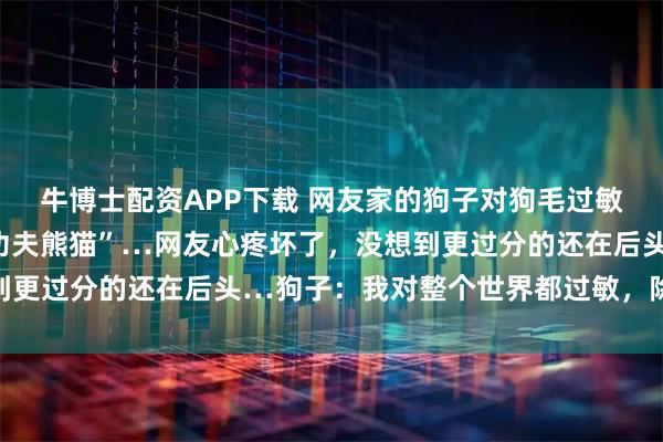 牛博士配资APP下载 网友家的狗子对狗毛过敏，一到掉毛季就化身“功夫熊猫”…网友心疼坏了，没想到更过分的还在后头…狗子：我对整个世界都过敏，除了你…